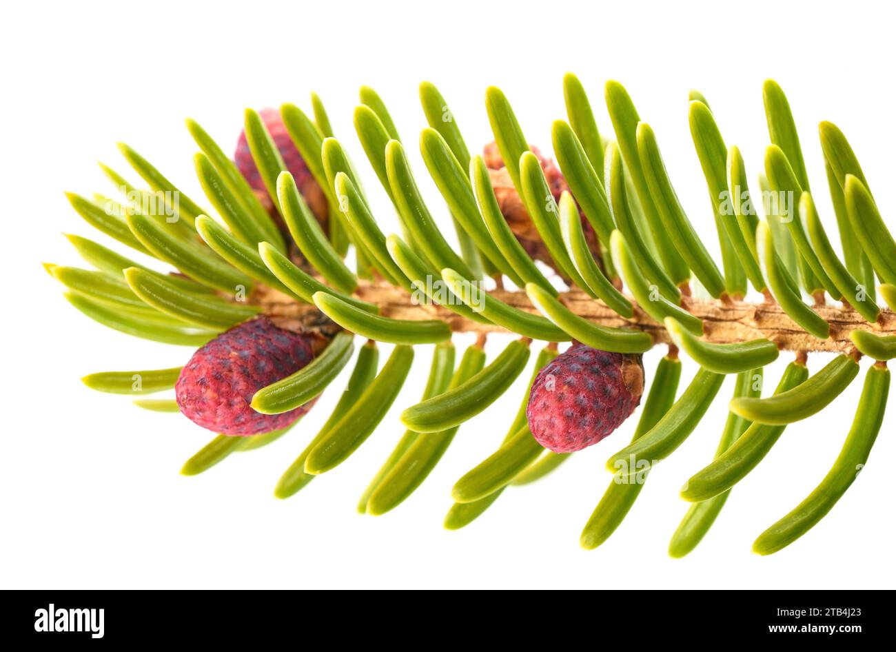 Picea branch with pinecones isolated on white Stock Photo