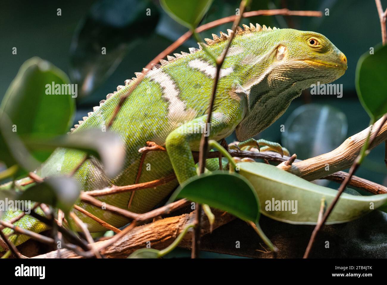 Critically Endangered Fijian Crested Iguana in Australian Zoo Stock ...