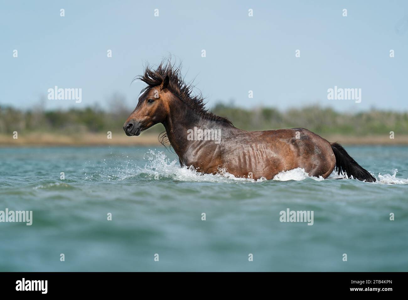Wild mustang north america hi-res stock photography and images - Alamy