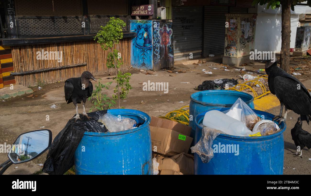 Tamarindo, Costa Rica, Vultures eating plastic and food from open waste containers Stock Photo