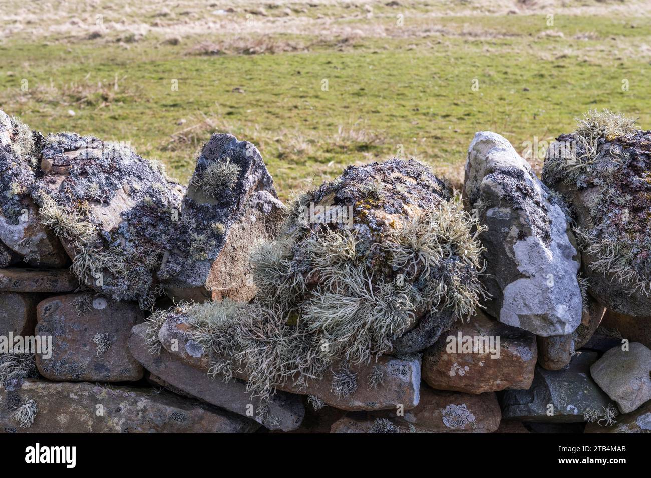 Lichen on dry-stone wall, Shetland. Stock Photo