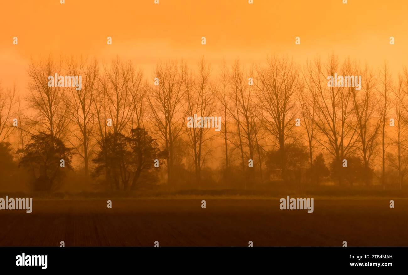 Trees silhouetted against an orange sunset on Norfolk farmland. Stock Photo