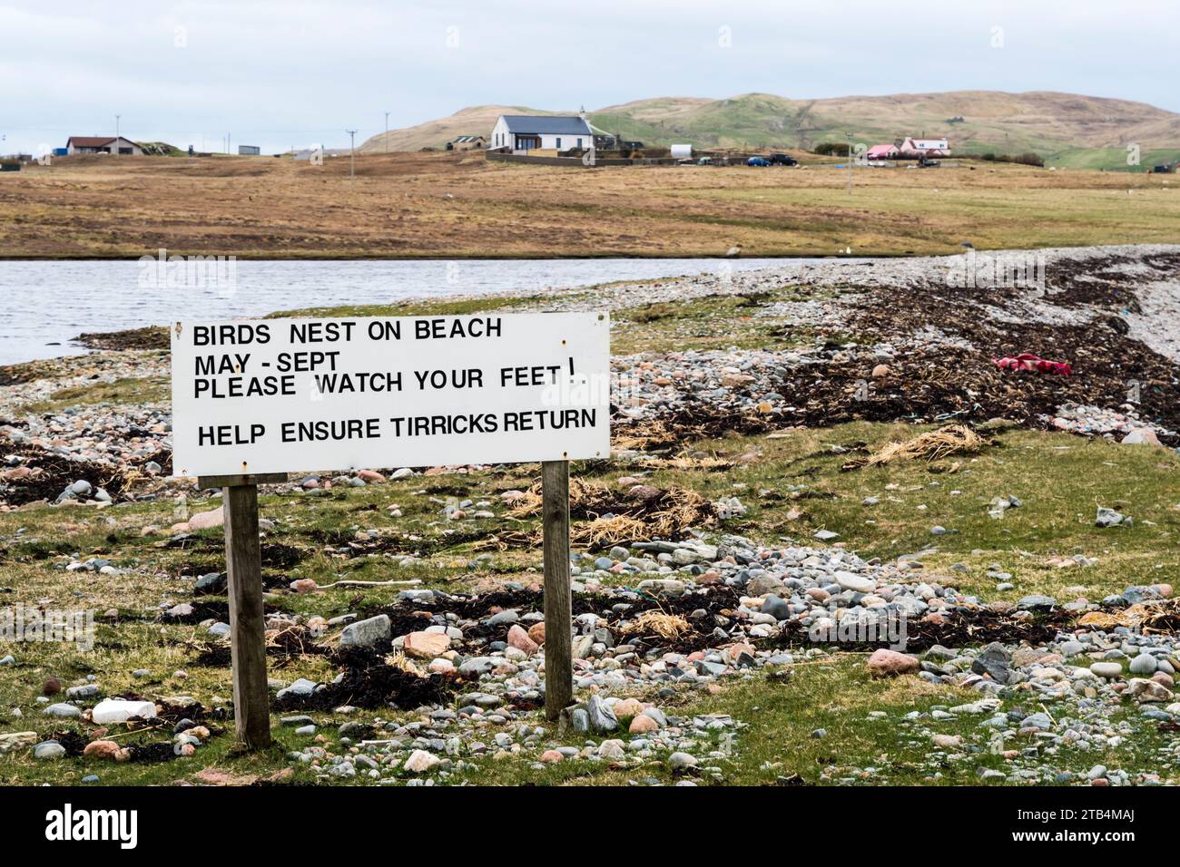 A sign in North Roe, Shetland warns people to be careful of Tirricks nesting on the beach.  Tirricks is the local Shetland word for Arctic Terns. Stock Photo