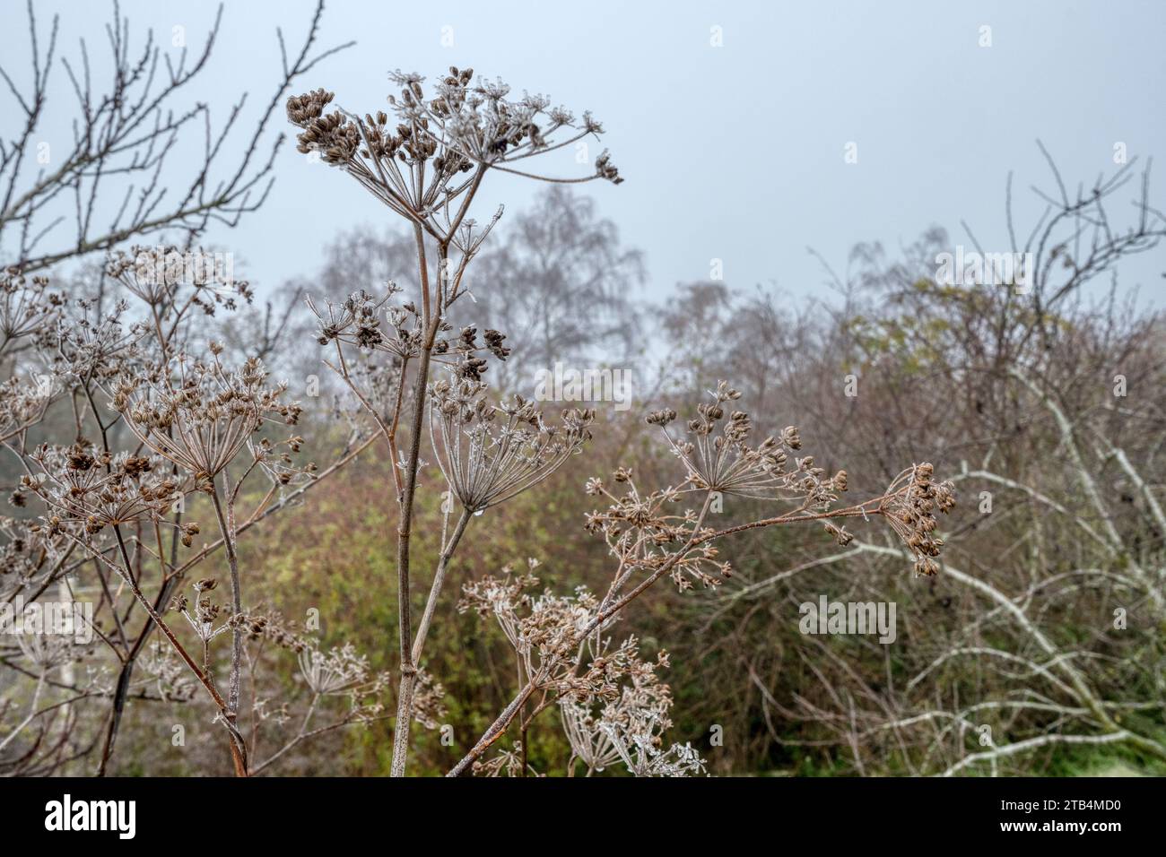 Fennel, Foeniculum vulgare, seed heads covered in ice in foggy December day in Norfolk garden. Left in the garden as structural interest during winter Stock Photo