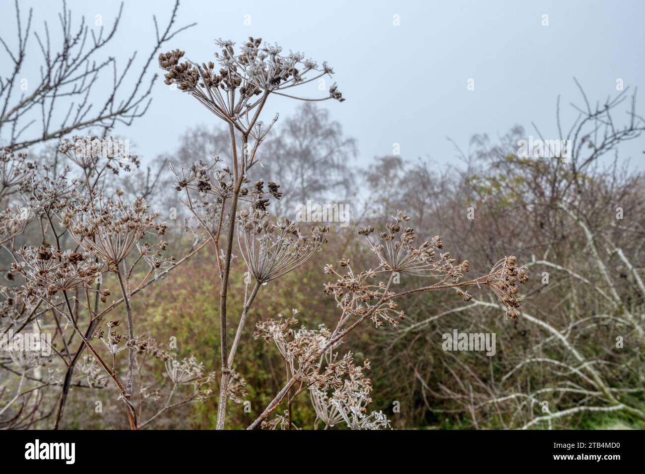 Fennel seed heads covered in ice on a cold foggy December day in a