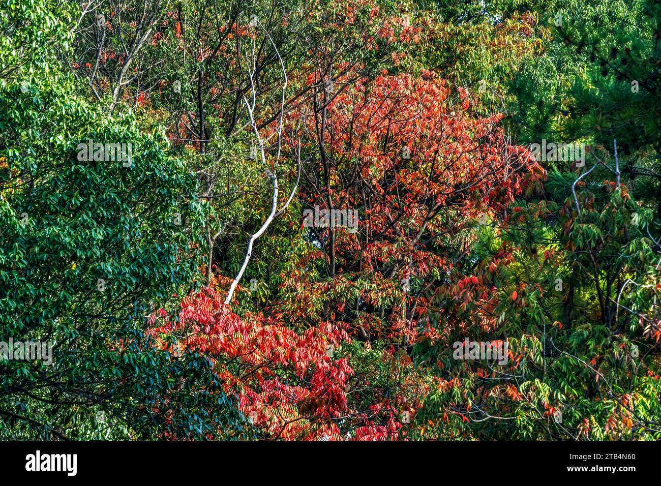 Red Fall Leaves White Birch Tree Autumn Furuichi kofungun Burial Mound