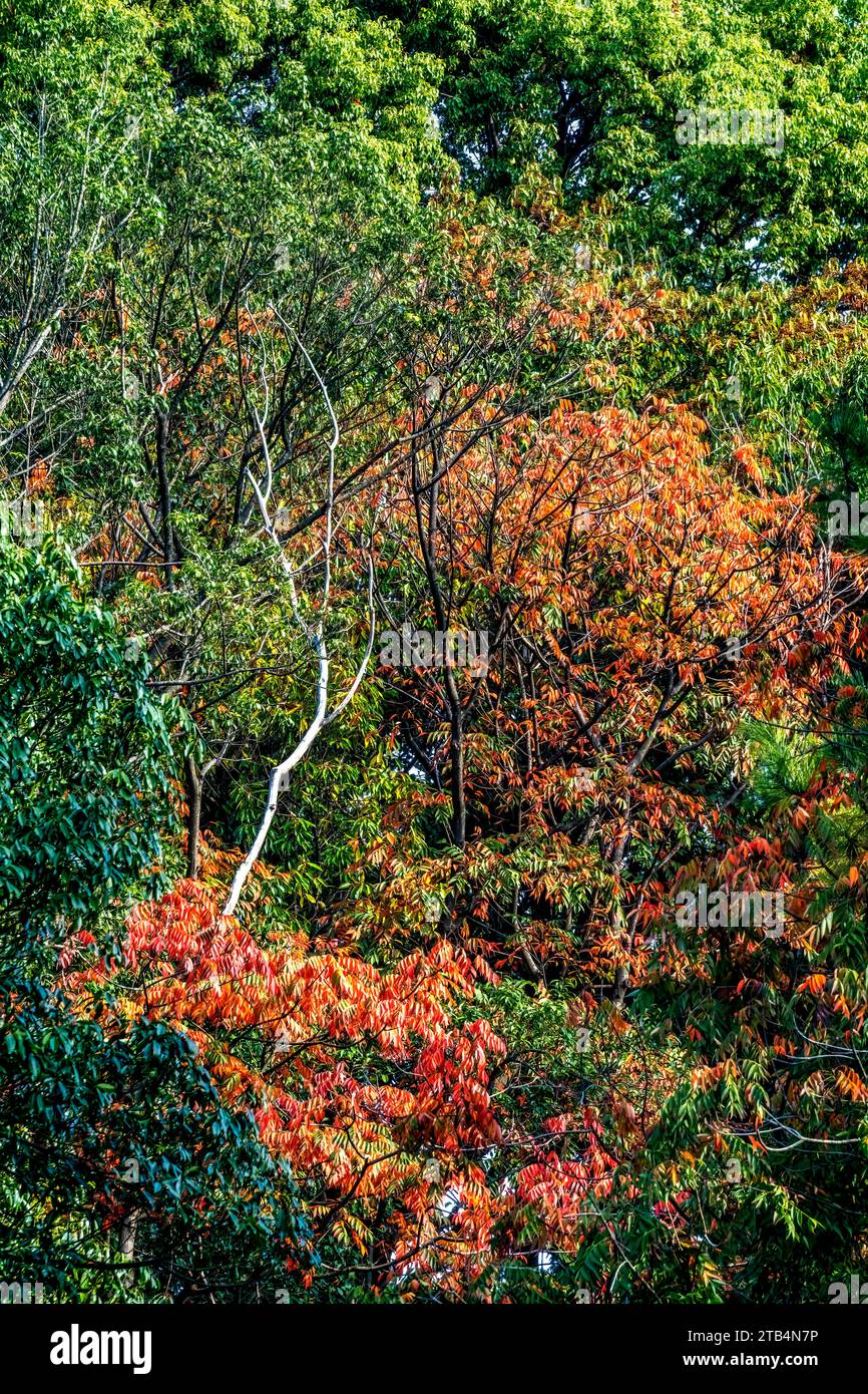 Red Fall Leaves White Birch Tree Autumn Furuichi kofungun Burial Mound