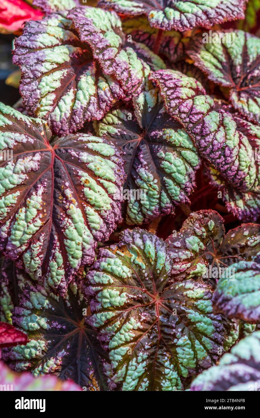 The big colorful leaves of the Fireworks Rex Begonia make it popular as an interesting houseplant displayed for its showy foliage. Stock Photo