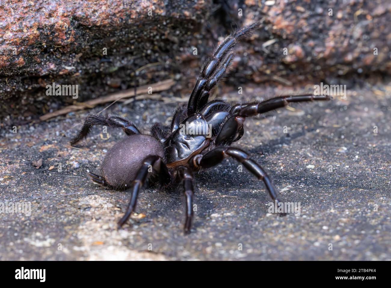 Female Sydney Funnel Web spider in defensive stance Stock Photo