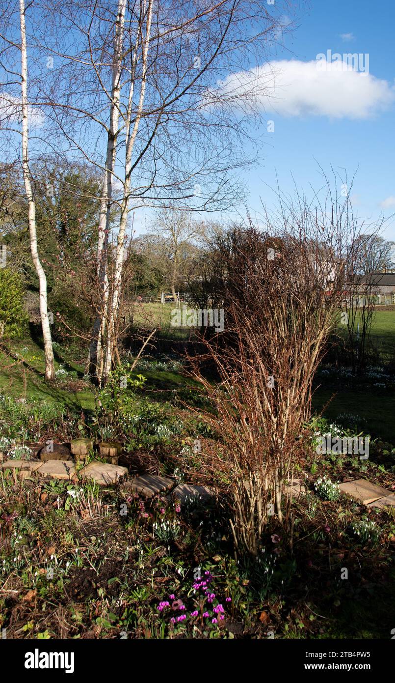 Winter garden colour with cyclamen coum Stock Photo Alamy