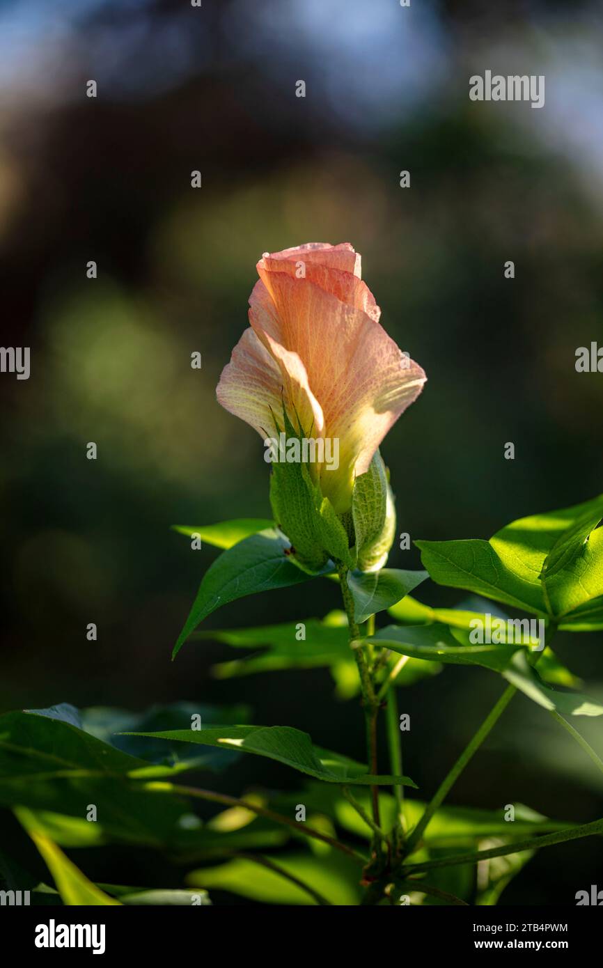 Natural close up flowering plant portrait of Algodon Cotton shrub Stock ...