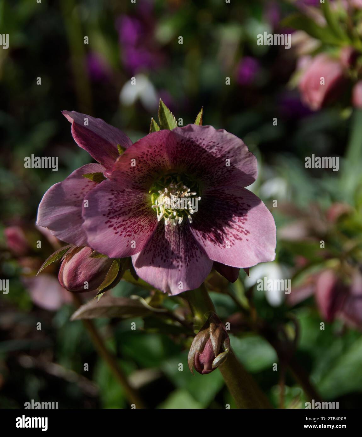 Hybrid hellebore, Helleborus orientalis, begins to flower in February Stock Photo