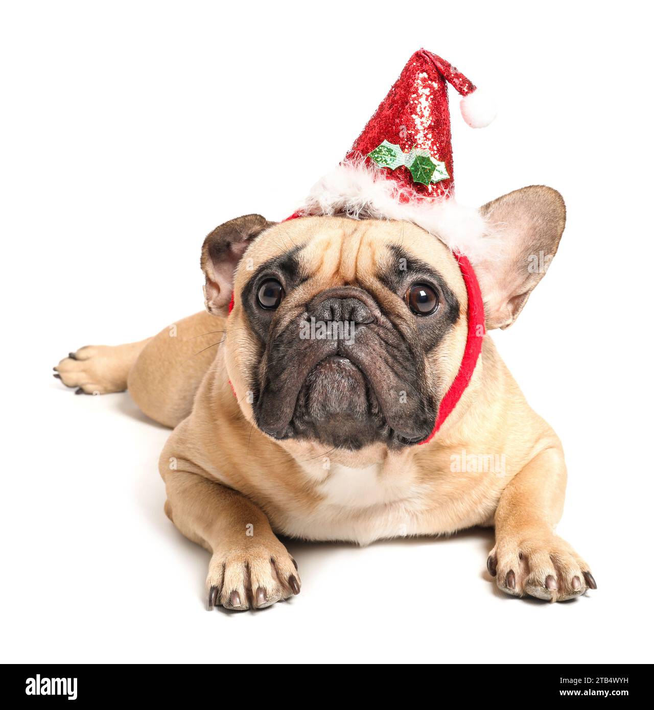 Cute pug dog in Santa hat isolated on white background Stock Photo - Alamy