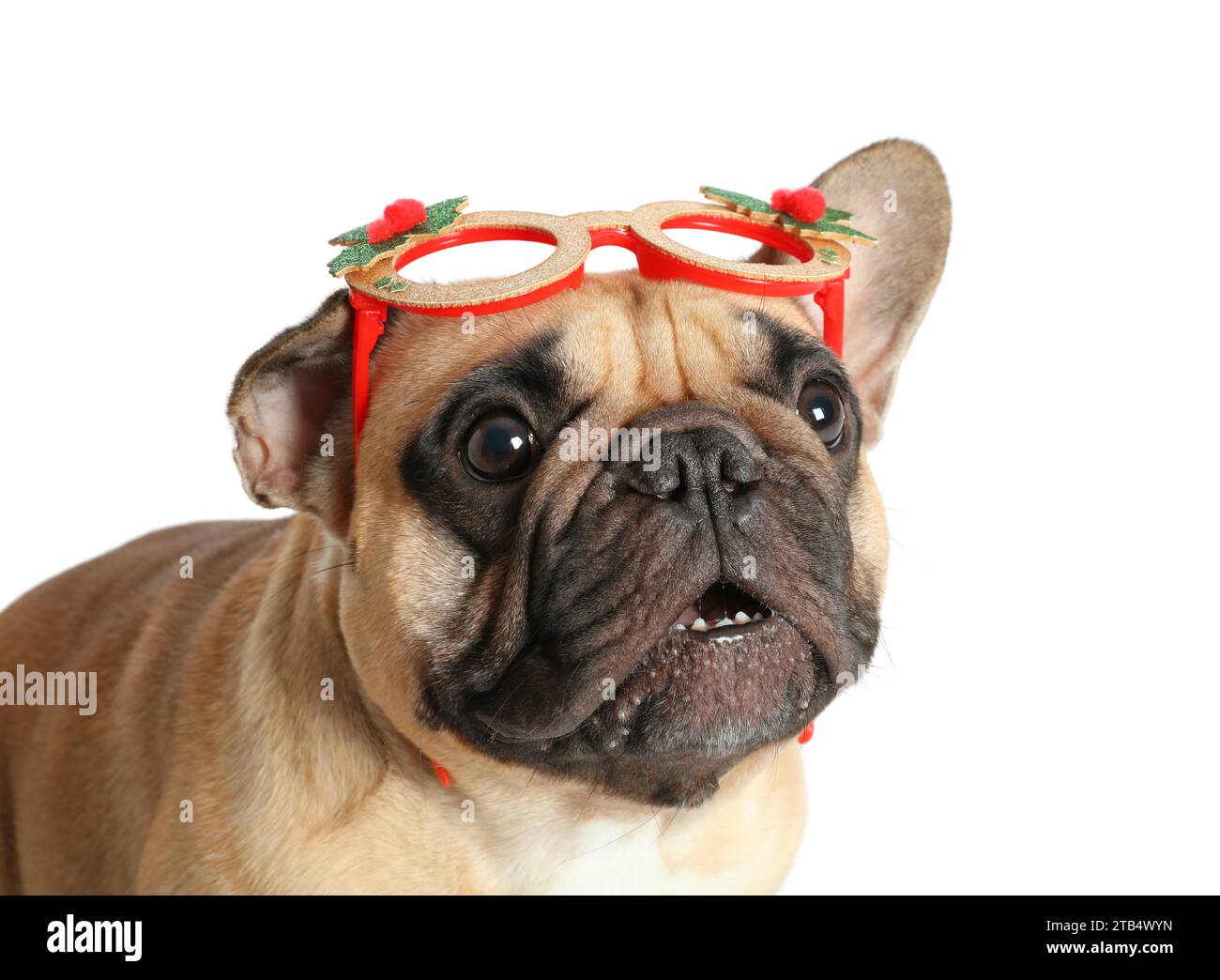 Cute pug dog with Christmas glasses isolated on white background Stock ...