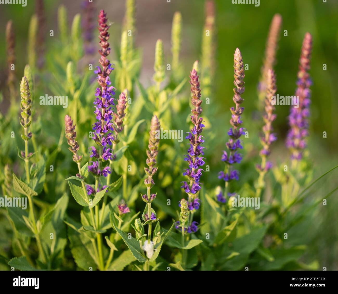 Purple salvia flowers against a blurred out background Stock Photo