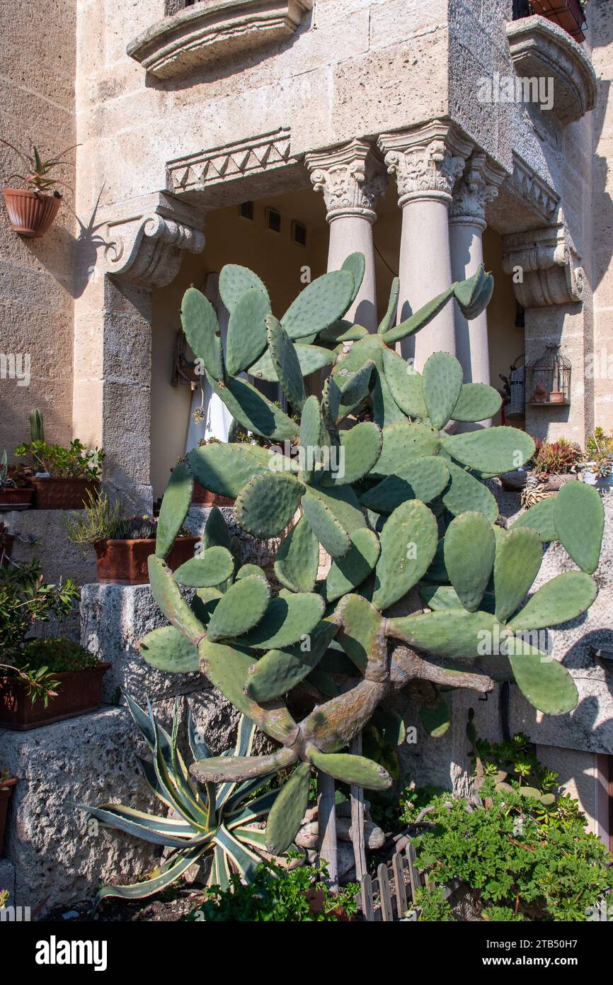 A large prickly pear cactus in front of a villa in classic style, Liguria,  Italy Stock Photo - Alamy