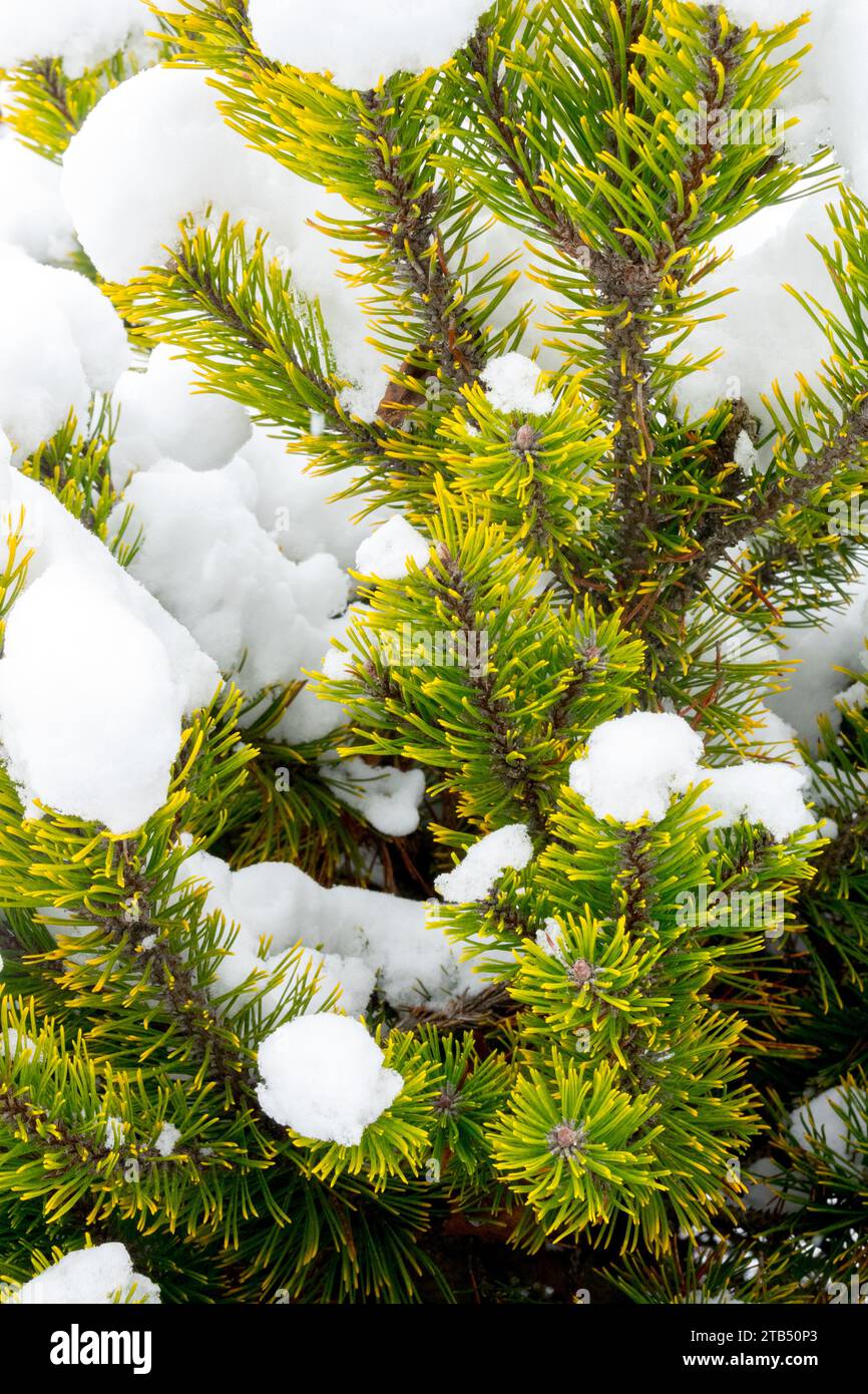 Winter, Pinus mugo 'Ophir', Mountain Pine, Mugo pine, Snow, covered Pinus cultivar 'Ophir' Stock Photo