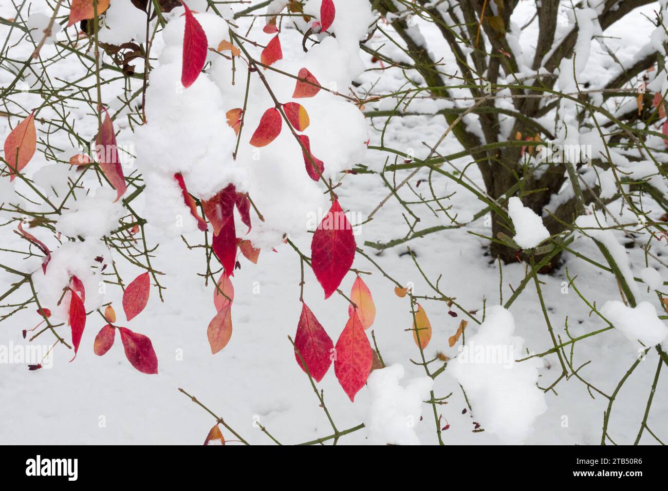 Winter, Euonymus alatus, Snow, Winged spindle, leaves Stock Photo