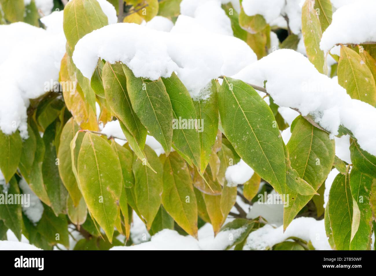 Winter, Chimonanthus praecox, Snow, Japanese Allspice, Wintersweet, Shrub, leaves, Foliage Stock Photo