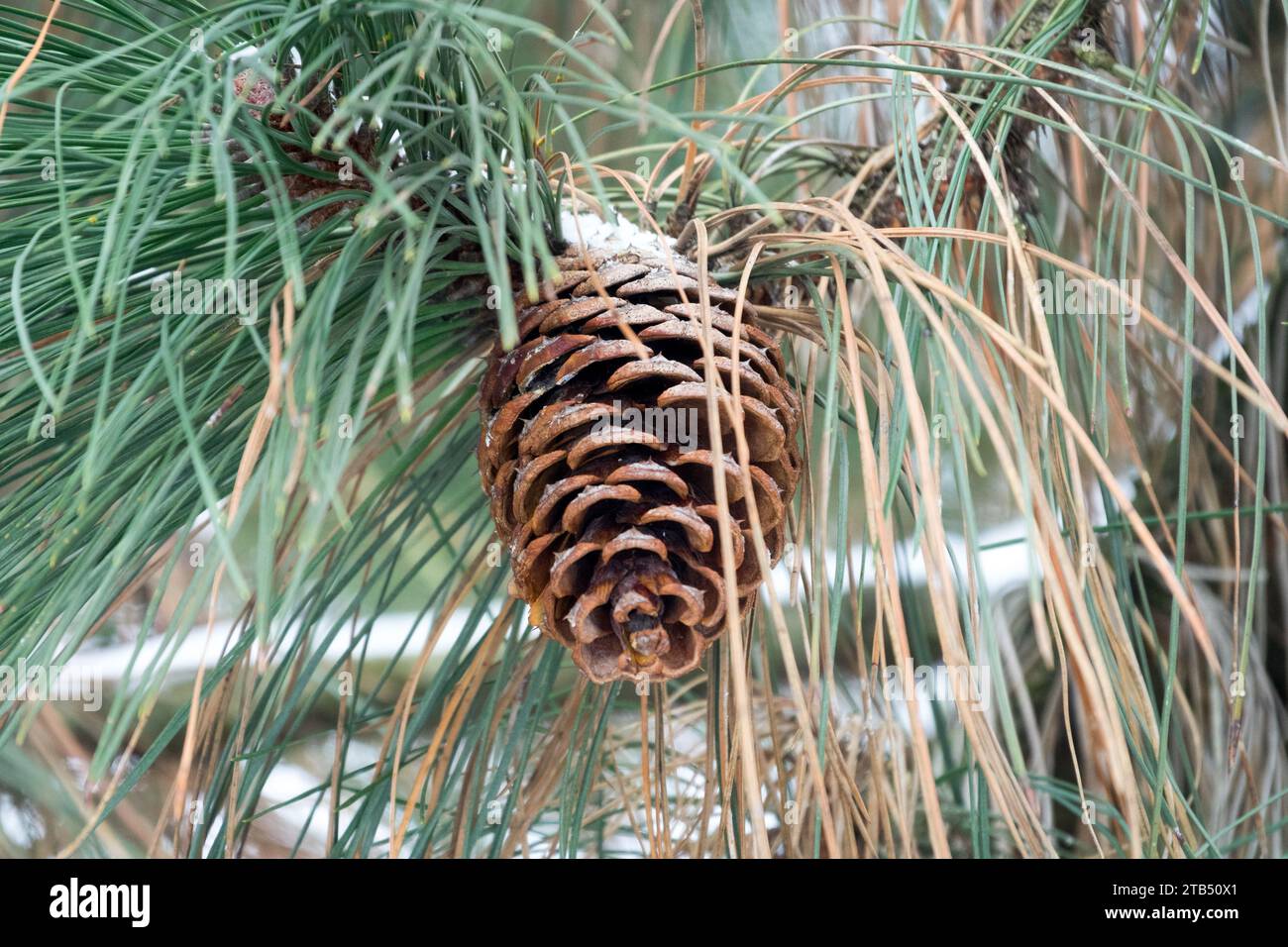 Pinus ponderosa, Cone, Winter, Snow, Pine, Needles, Twig, Foliage Stock Photo