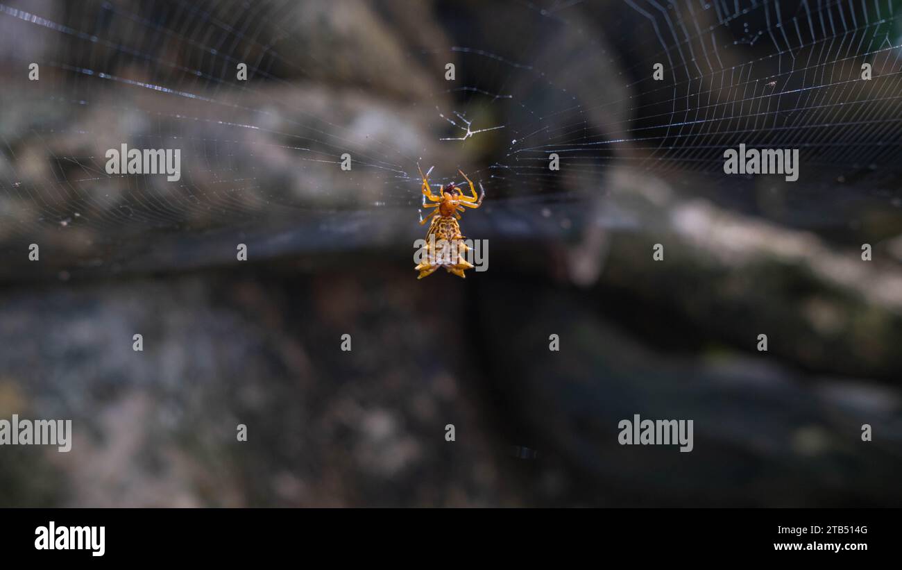 Spined Micrathena spider, dangling from it's web in Costa Rica Stock Photo