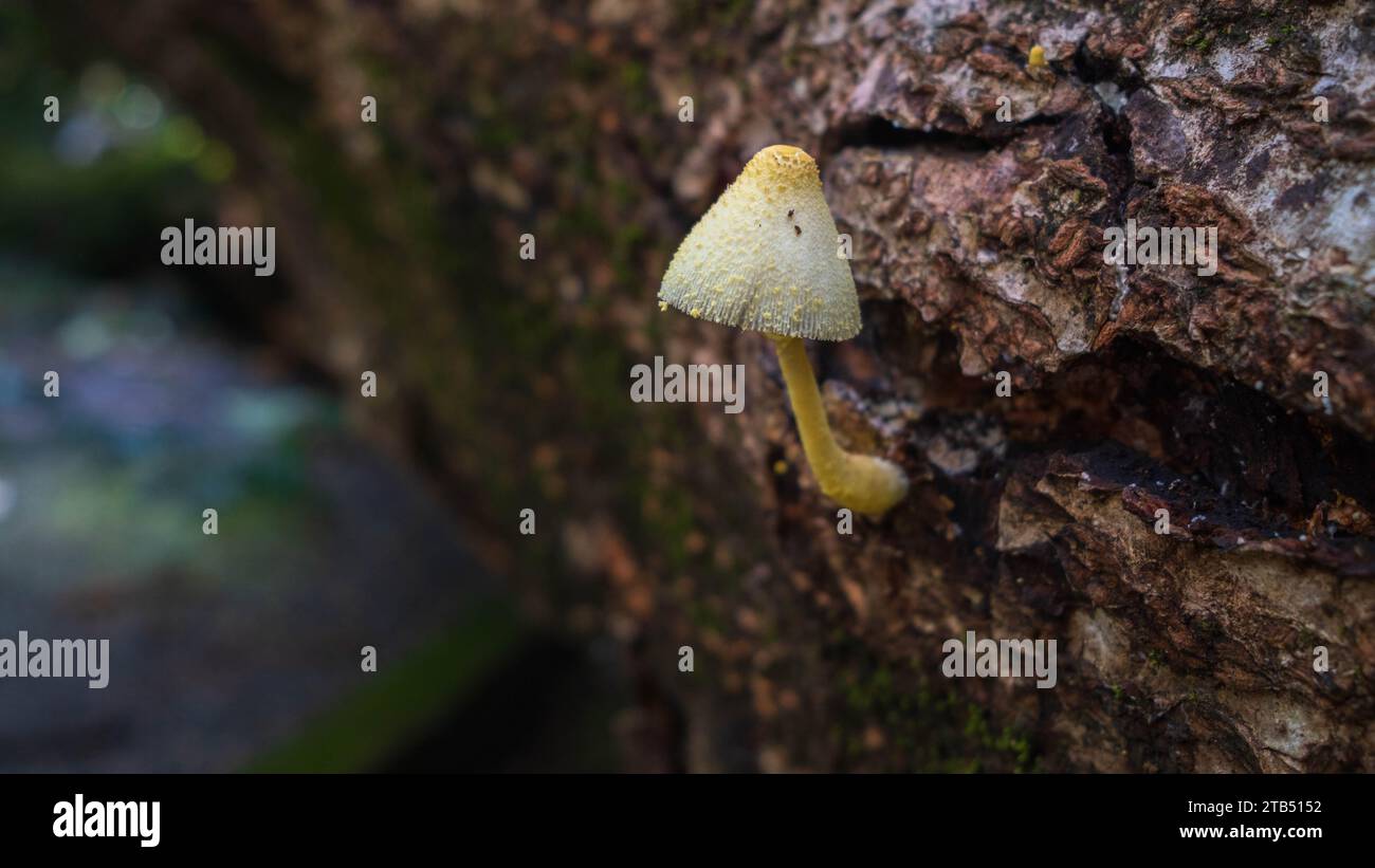 Small pale yellow mushroom growing from a recently fallen tree in Samara weekend market area, Costa Rica Stock Photo