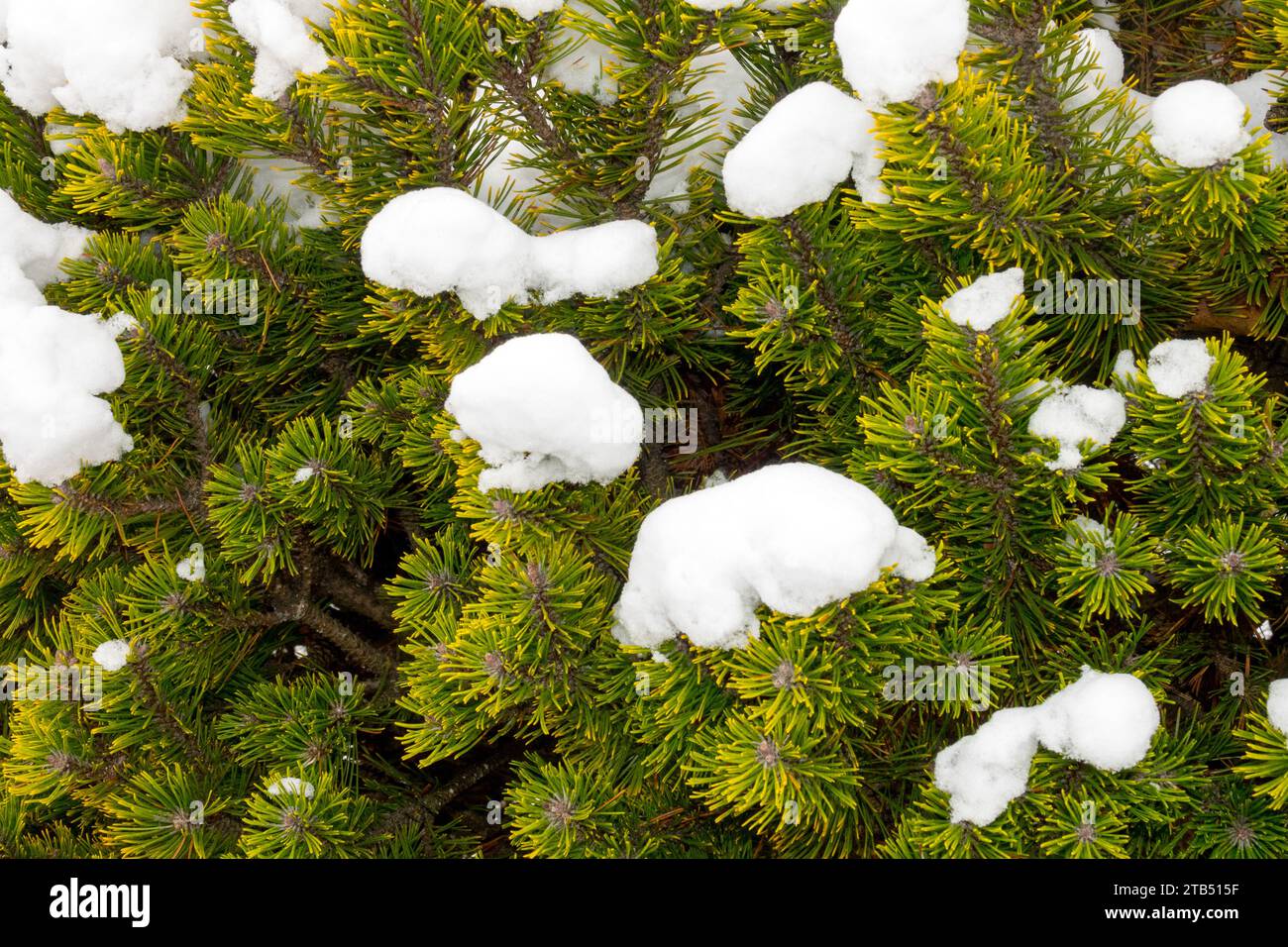 Covered Snow, Winter Mountain Pine, Pinus mugo 'Winter Gold' or 'Wintergold' Stock Photo