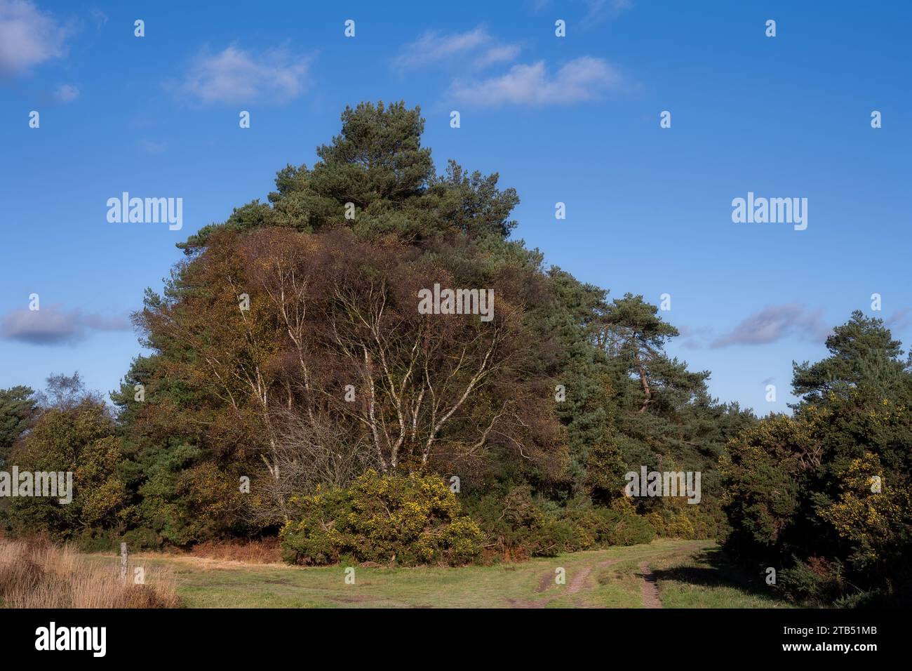 ashdown-forest-gorse-heathland-hi-res-stock-photography-and-images-alamy