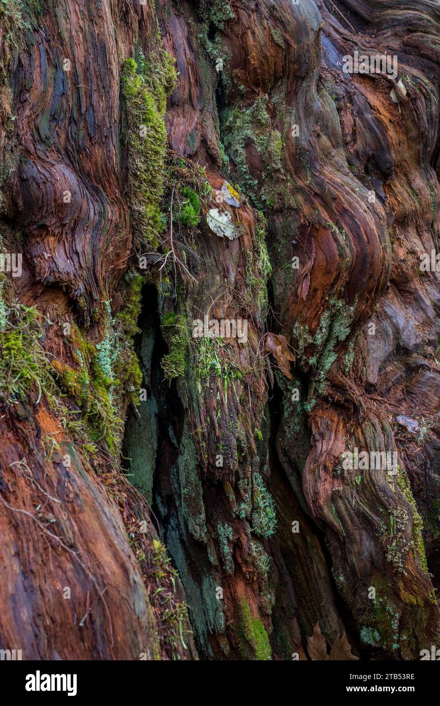 Moss growing on a trunk of a cedar along the Oxbow loop trail in the Middle Fork Snoqualmie River valley near North Bend in Washington State, United S Stock Photo