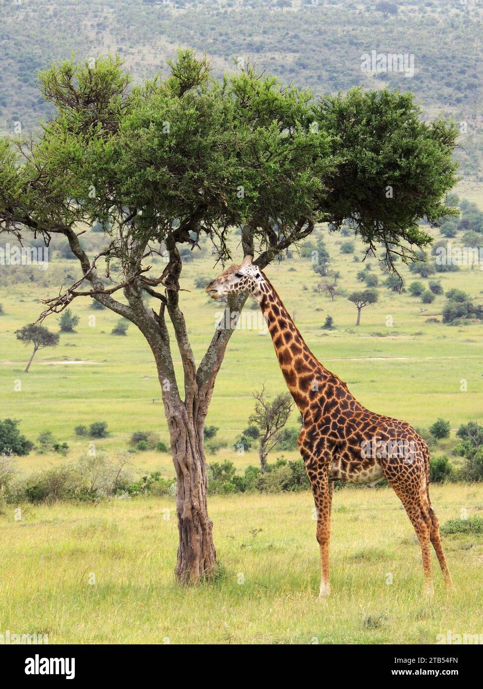 a  giraffe standing next to an acacia  tree on safari in maasai mara, kenya, africa Stock Photo