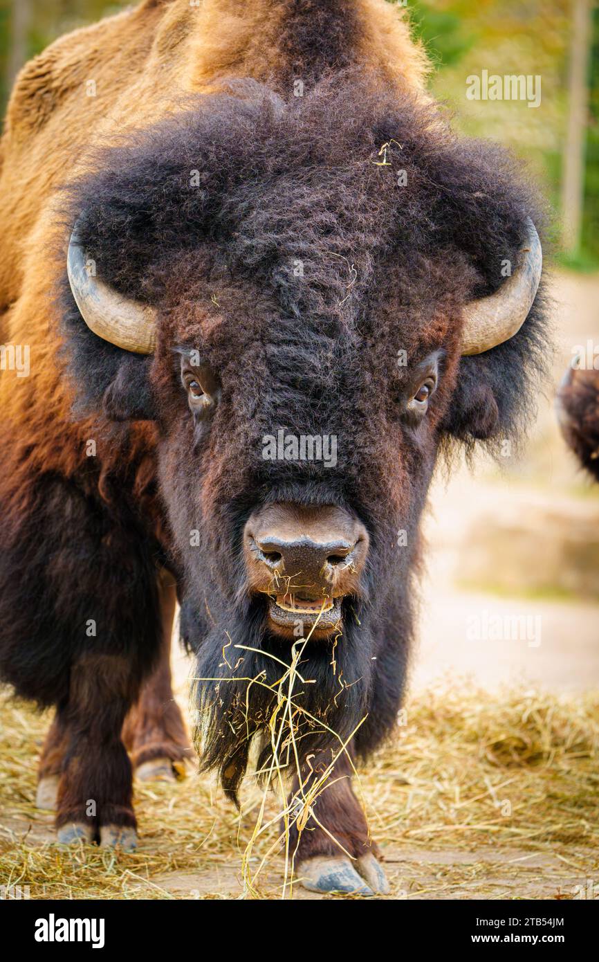American bison in their natural habitat hi-res stock photography and ...