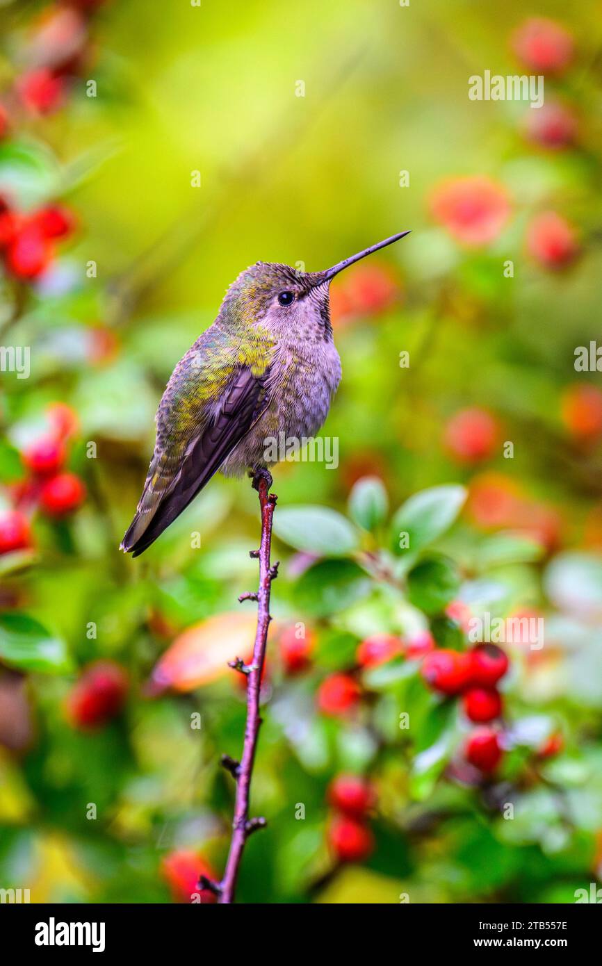 A female Anna's Hummingbird (Calypte anna) perched in a cotoneaster tree surrounded by ripe red berries Stock Photo