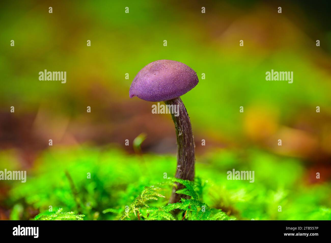 Amethysteo occidentalis hires stock photography and images Alamy