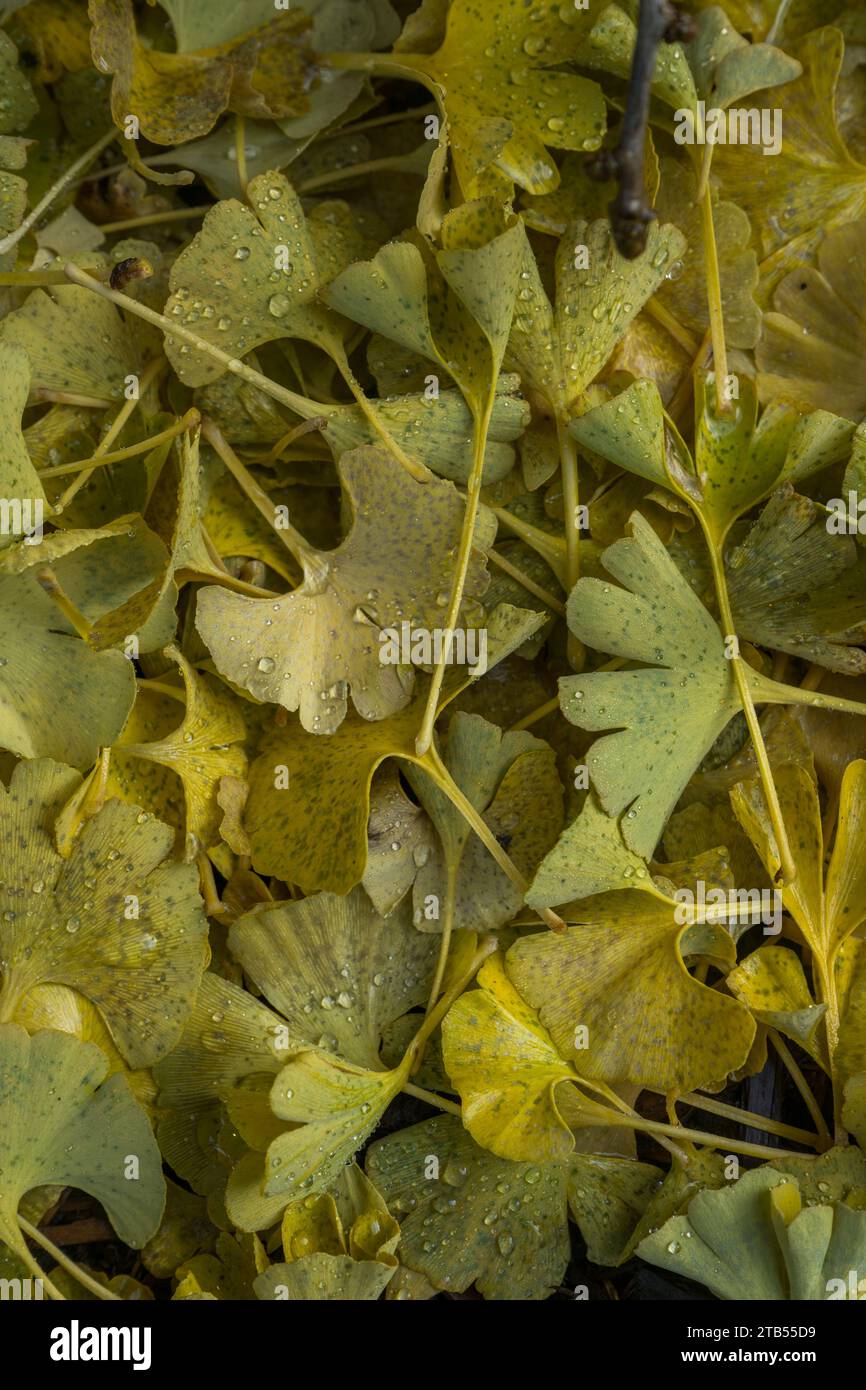 Fallen gingko leaves in the fall with raindrops in a garden in Bellingham, Whatcam County, Washington State, USA. Stock Photo