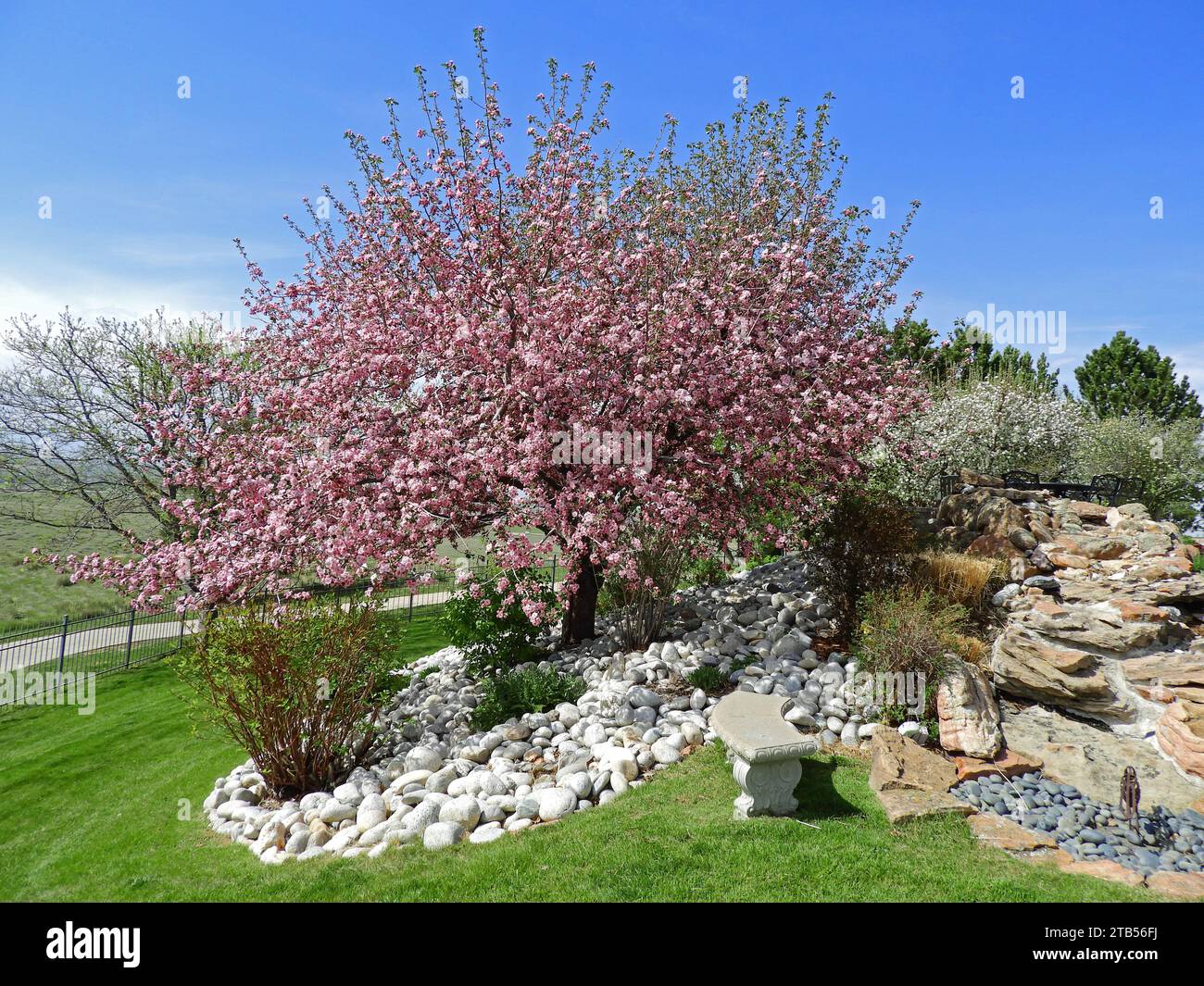 lovely flowering pink crab apple tree on a sunny day in a rock and waterfall-landscaped  yard  in broomfield, colorado Stock Photo