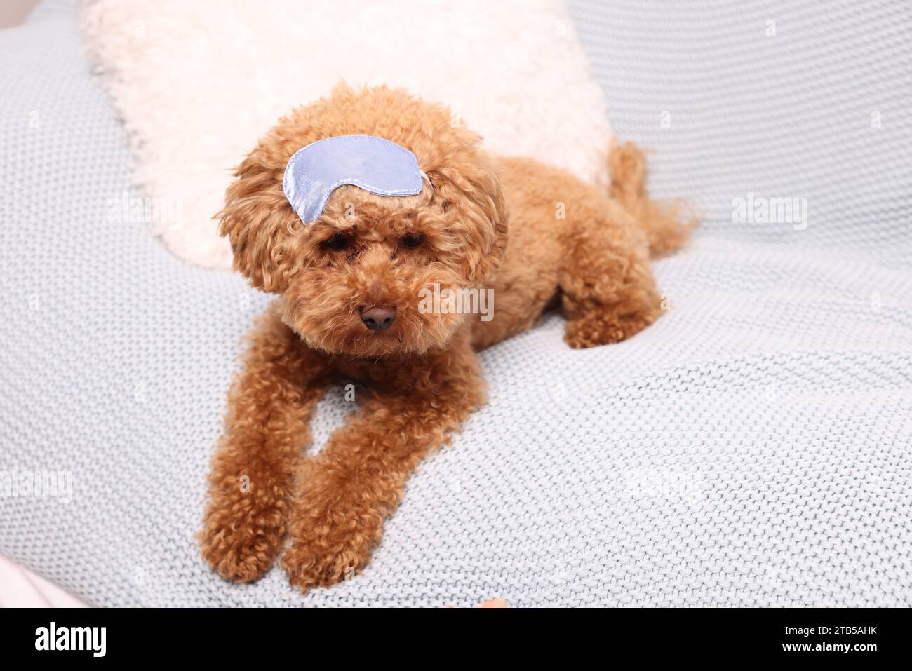 Cute Maltipoo dog with sleep mask resting on soft bed Stock Photo Alamy