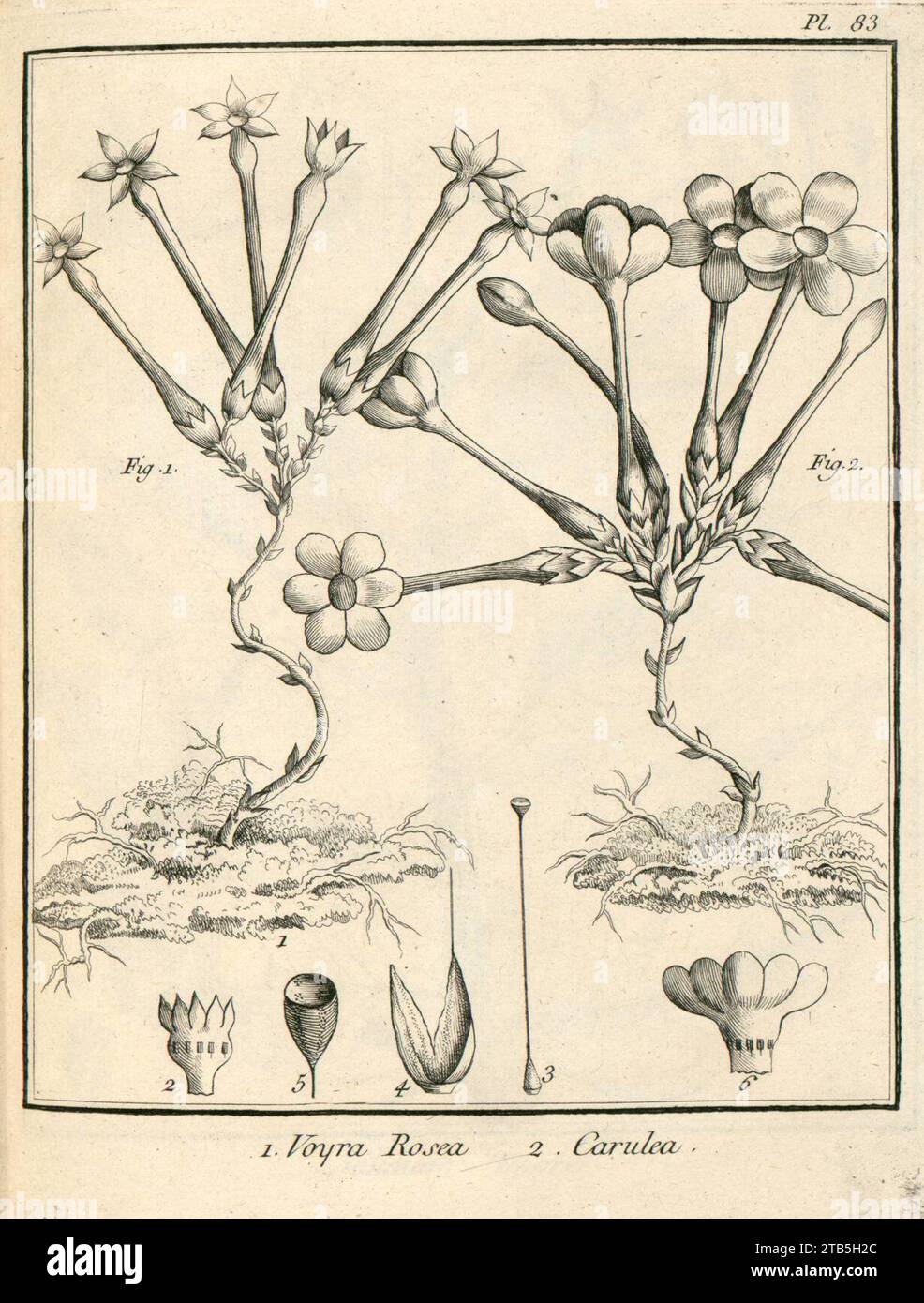 Voyria 1. rosea 2. caerulea Aublet 1775 pl 83. Stock Photo
