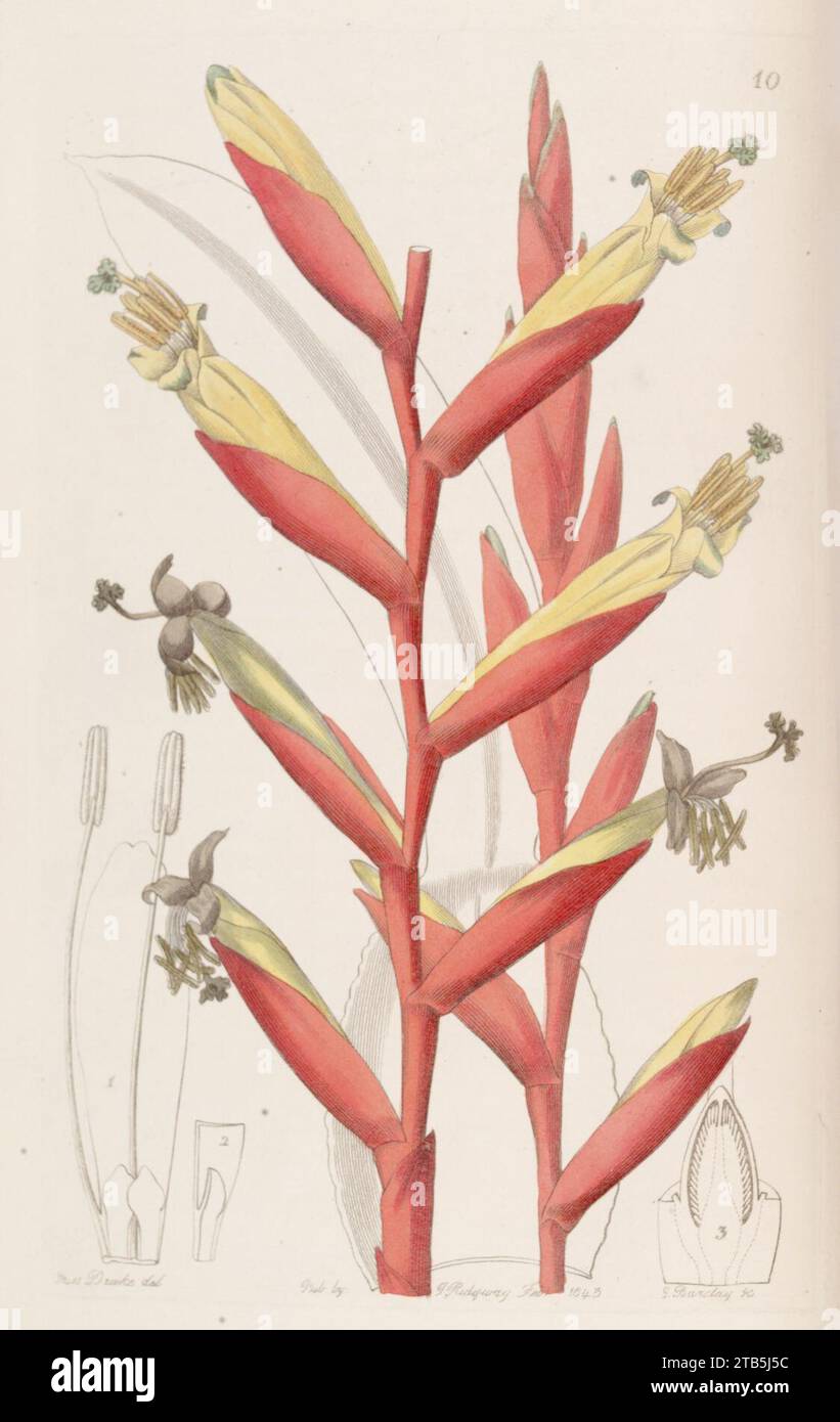 Vriesea psittacina. Stock Photo