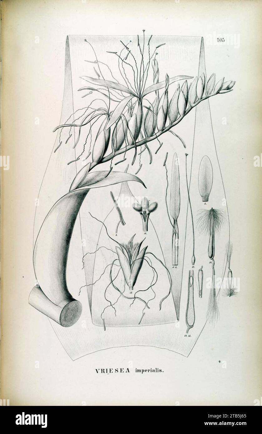 Vriesea imperialis- Fl. bras. Vol 3 Part 3 tab. 105. Stock Photo