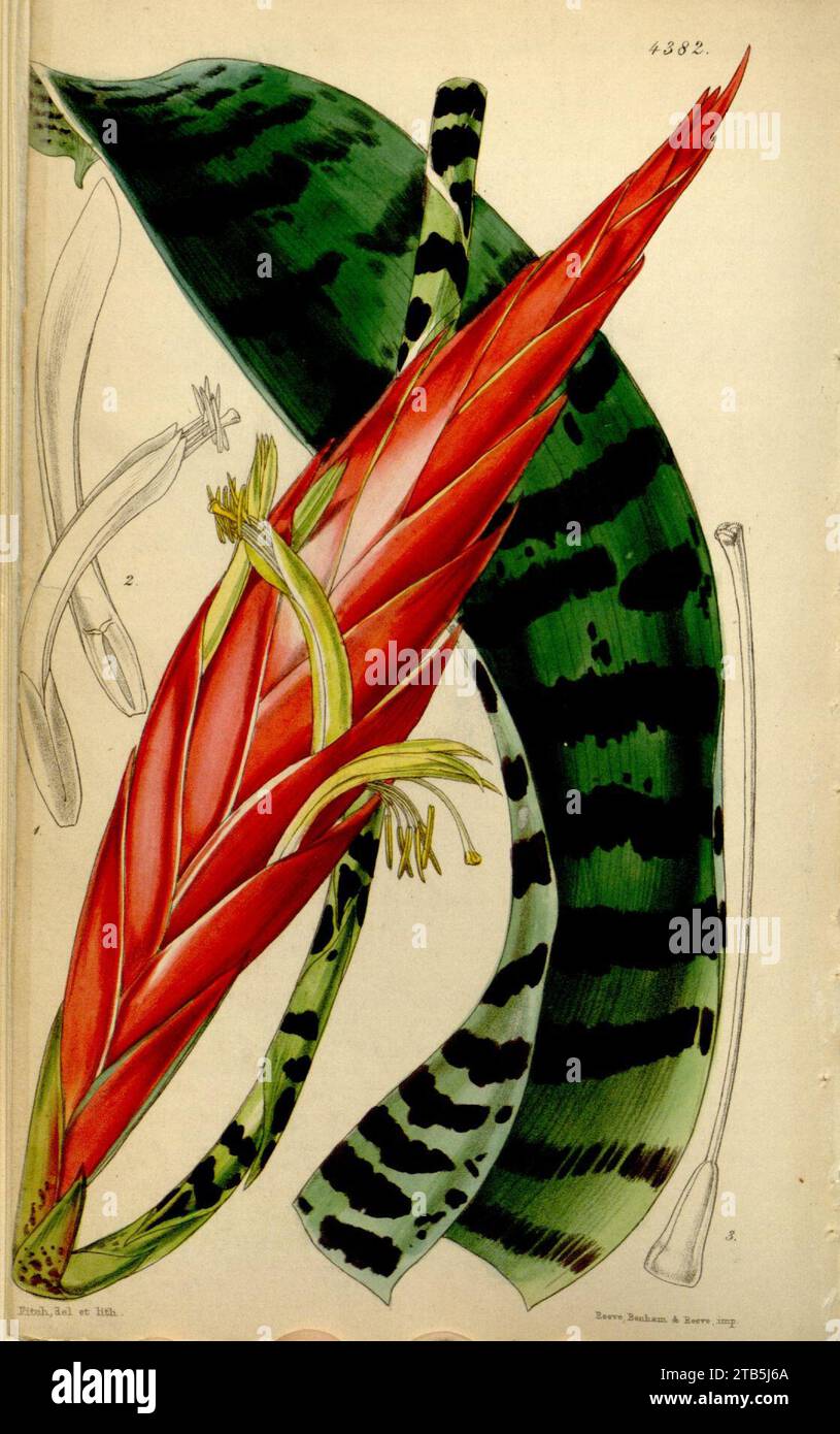 Vriesea splendens (as Vriesea speciosa, spelled Vriesia speciosa) - Curtis' 74 (Ser. 3 no. 4) pl. 4382 (1848). Stock Photo