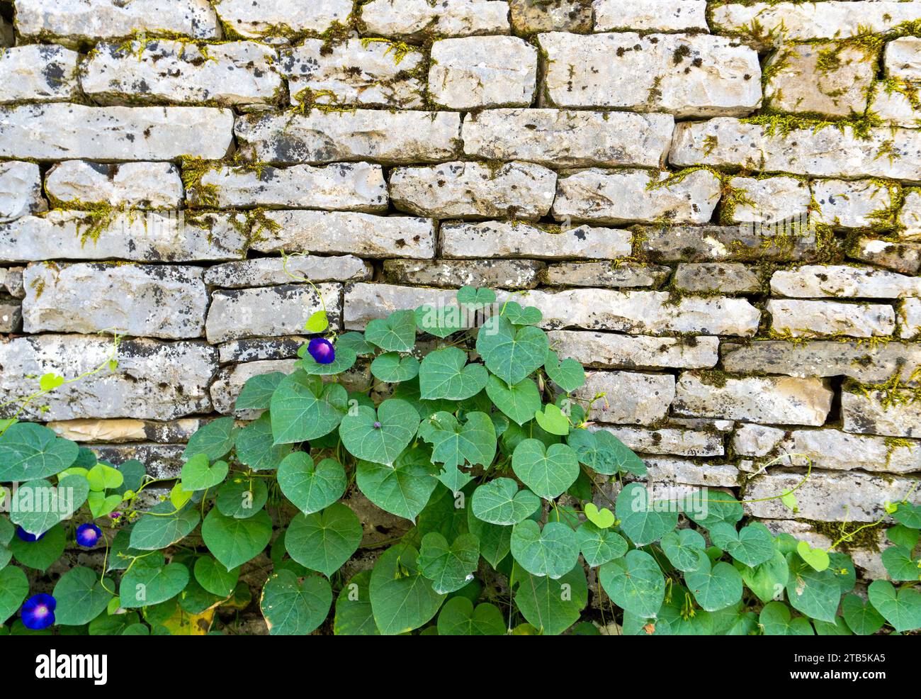Old stone wall in Athens, Greece Stock Photo