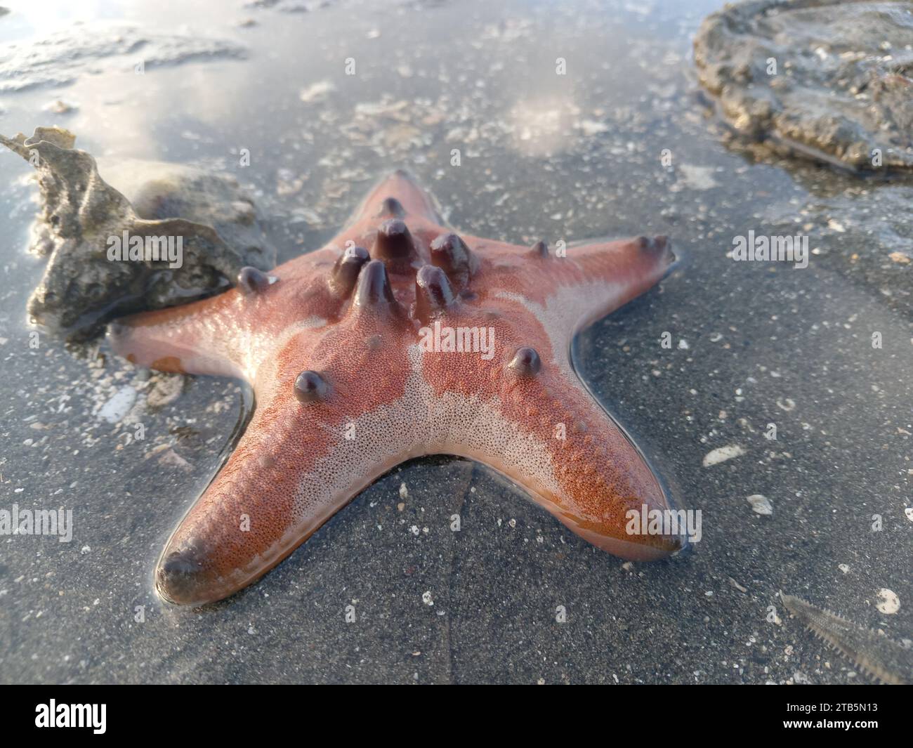 A Chocolate Chip Sea Star or star fist on the beach during low tide in the morning Stock Photo