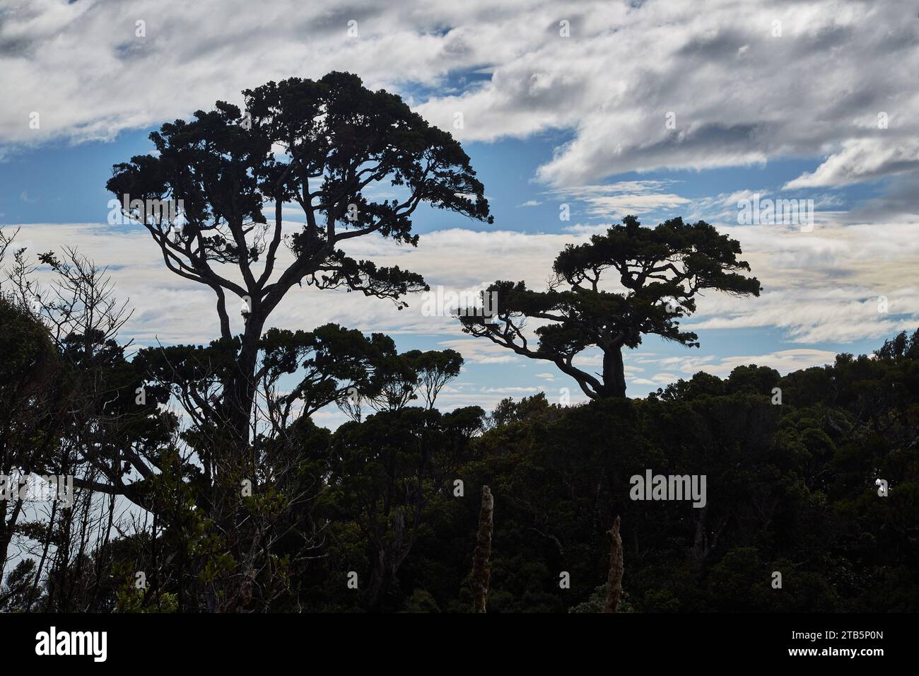 Tall tree silhouettes hi-res stock photography and images - Alamy