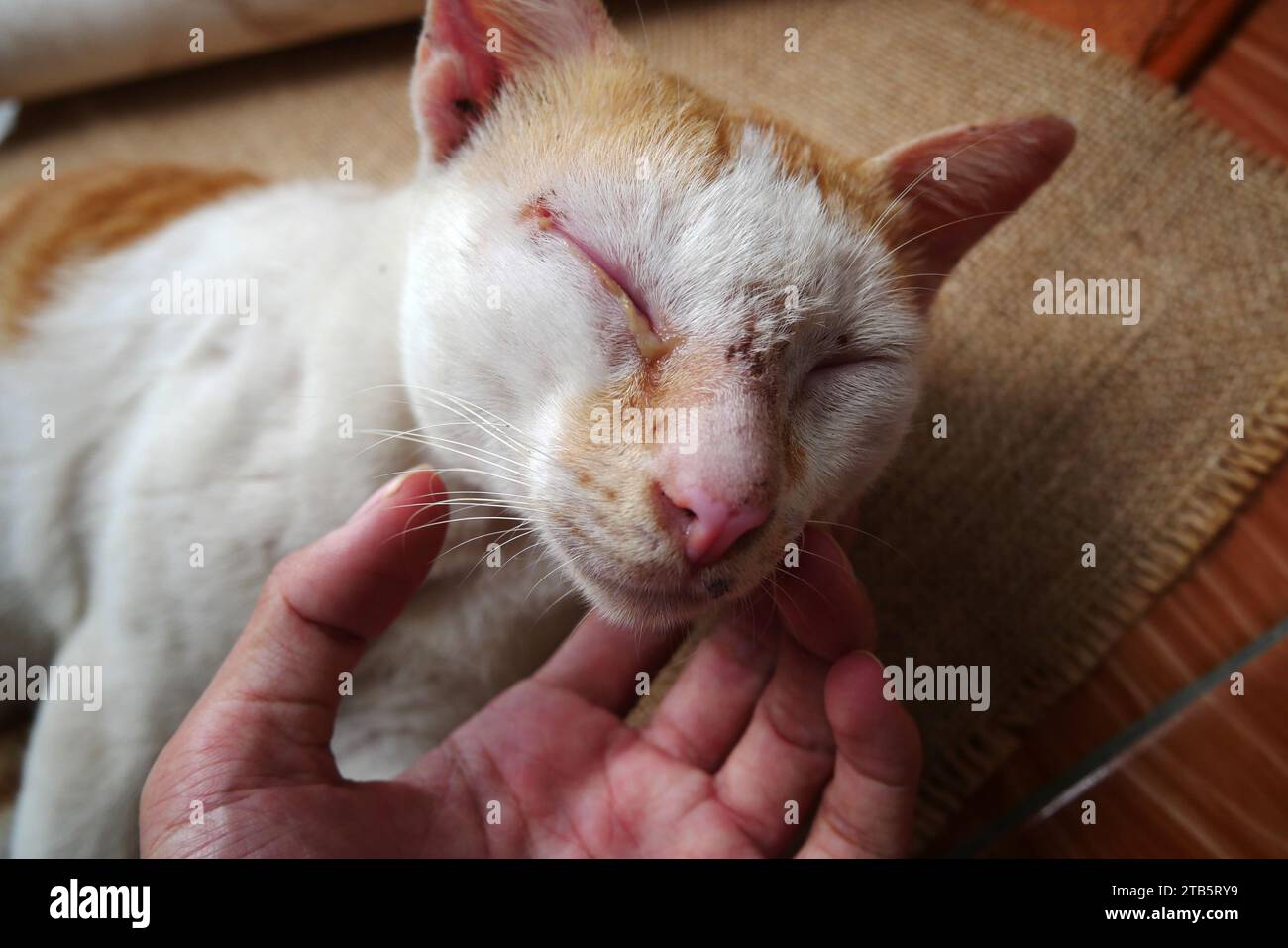Sore eyes of domestic cat. The yellow cat has a sore eye. Stray cats have sore eyes. Examining