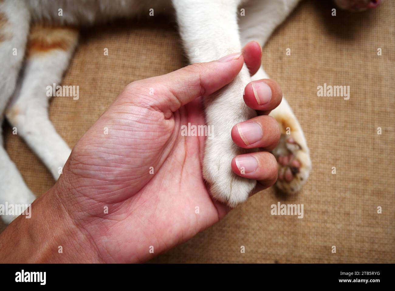 Hand holding cat's paw. Friendship with pets. domestic white cat. Love for animals Stock Photo