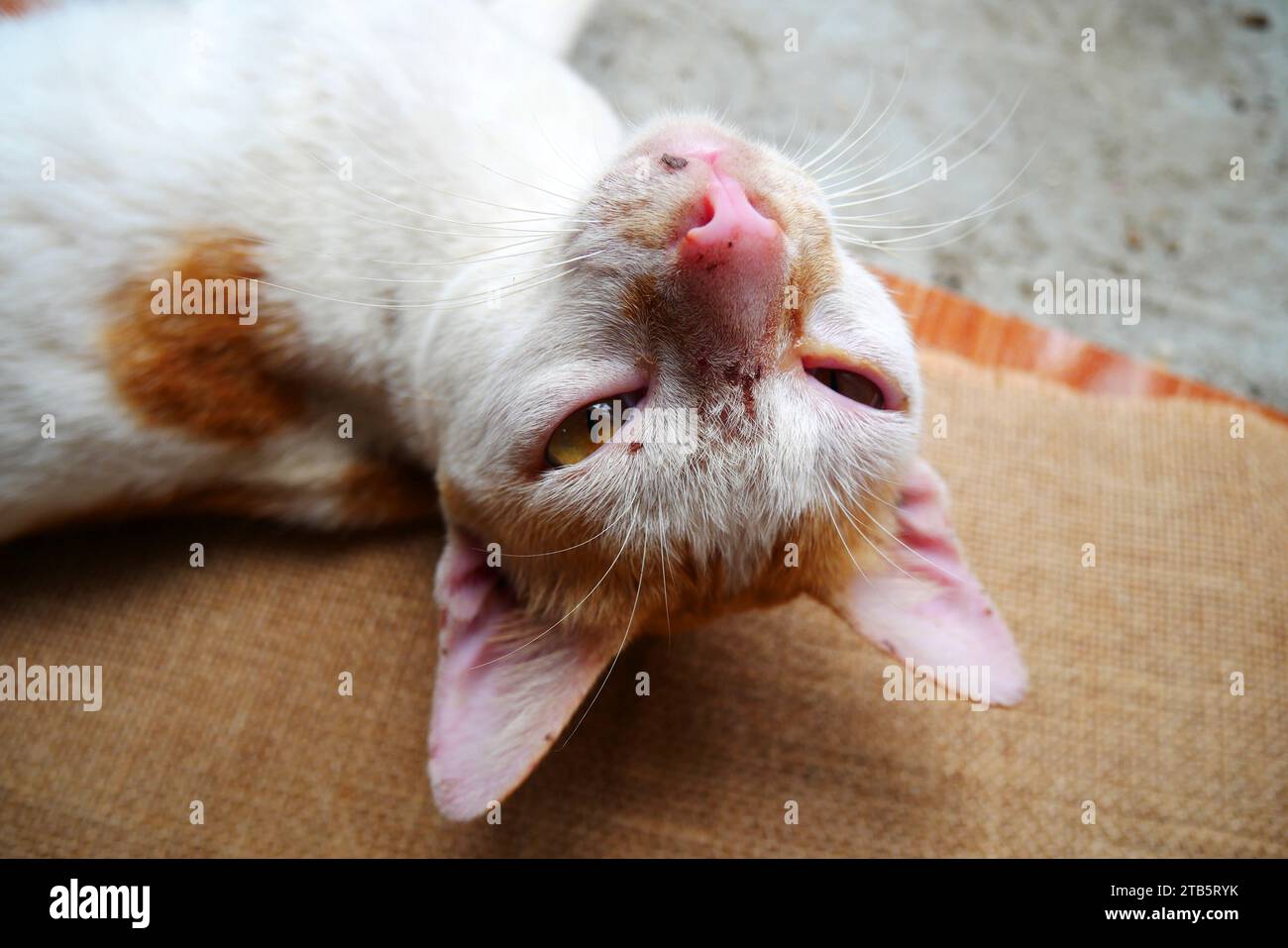 Sore eyes of domestic cat. The yellow cat has a sore eye. Stray cats have sore eyes. Examining