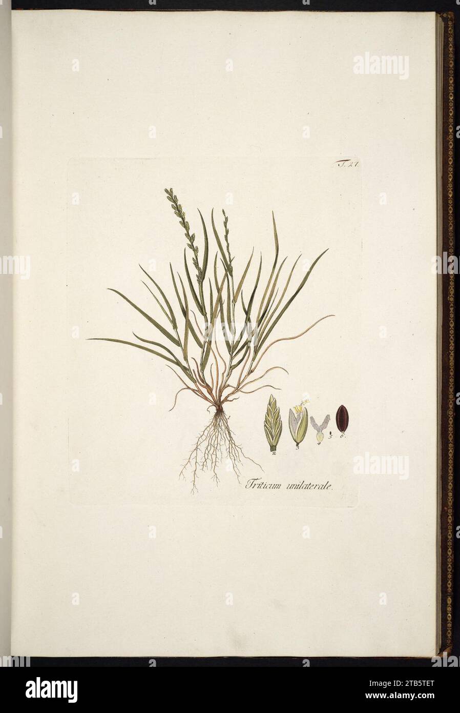 Vulpia unilateralis illustration (02). Stock Photo