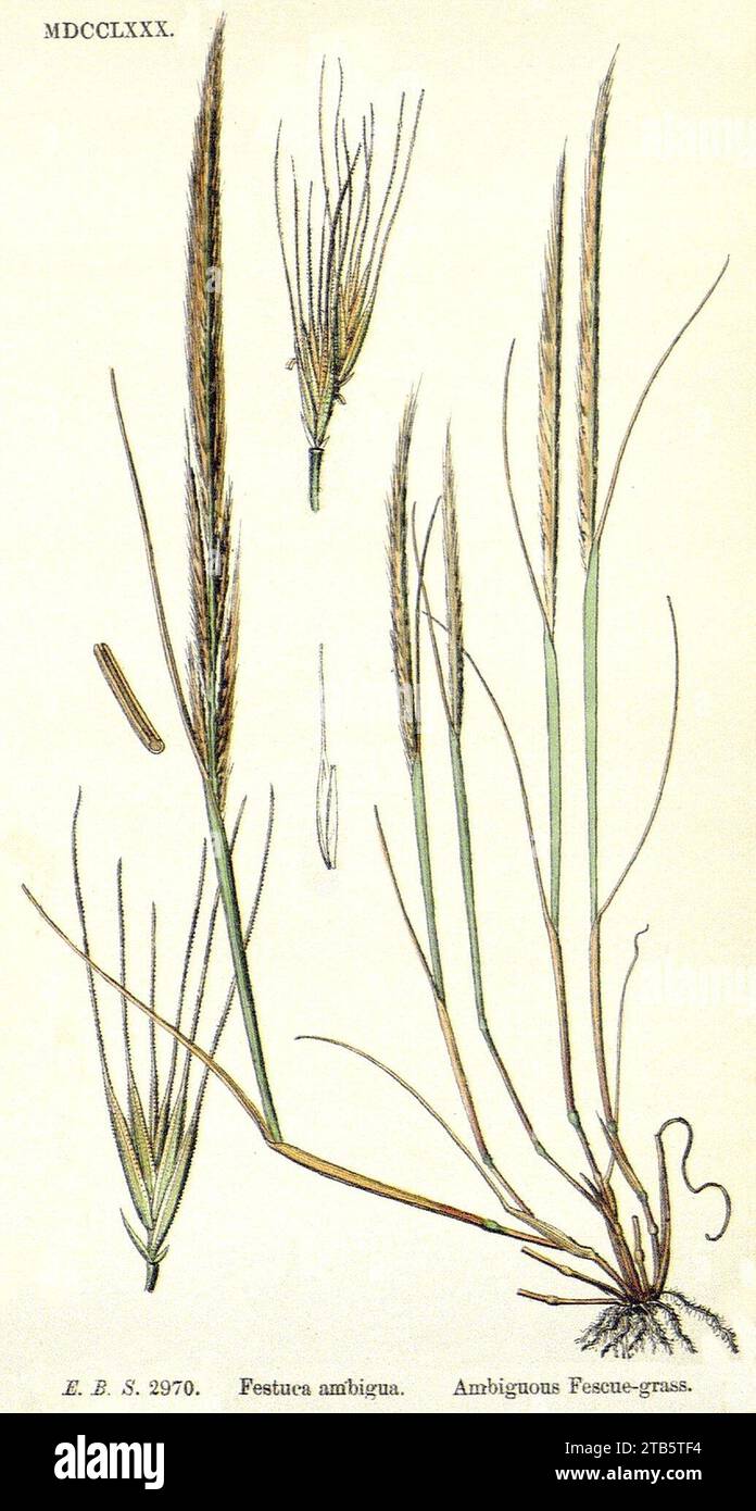 Vulpia ciliata illustration (01). Stock Photo
