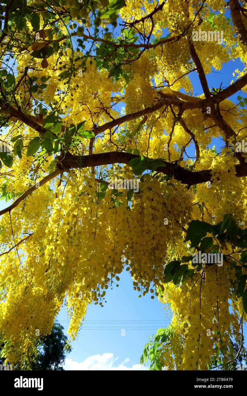 Golden chain tree (Laburnum anagyroides) in full bloom, Lily Street, Cairns, Queensland, Australia Stock Photo