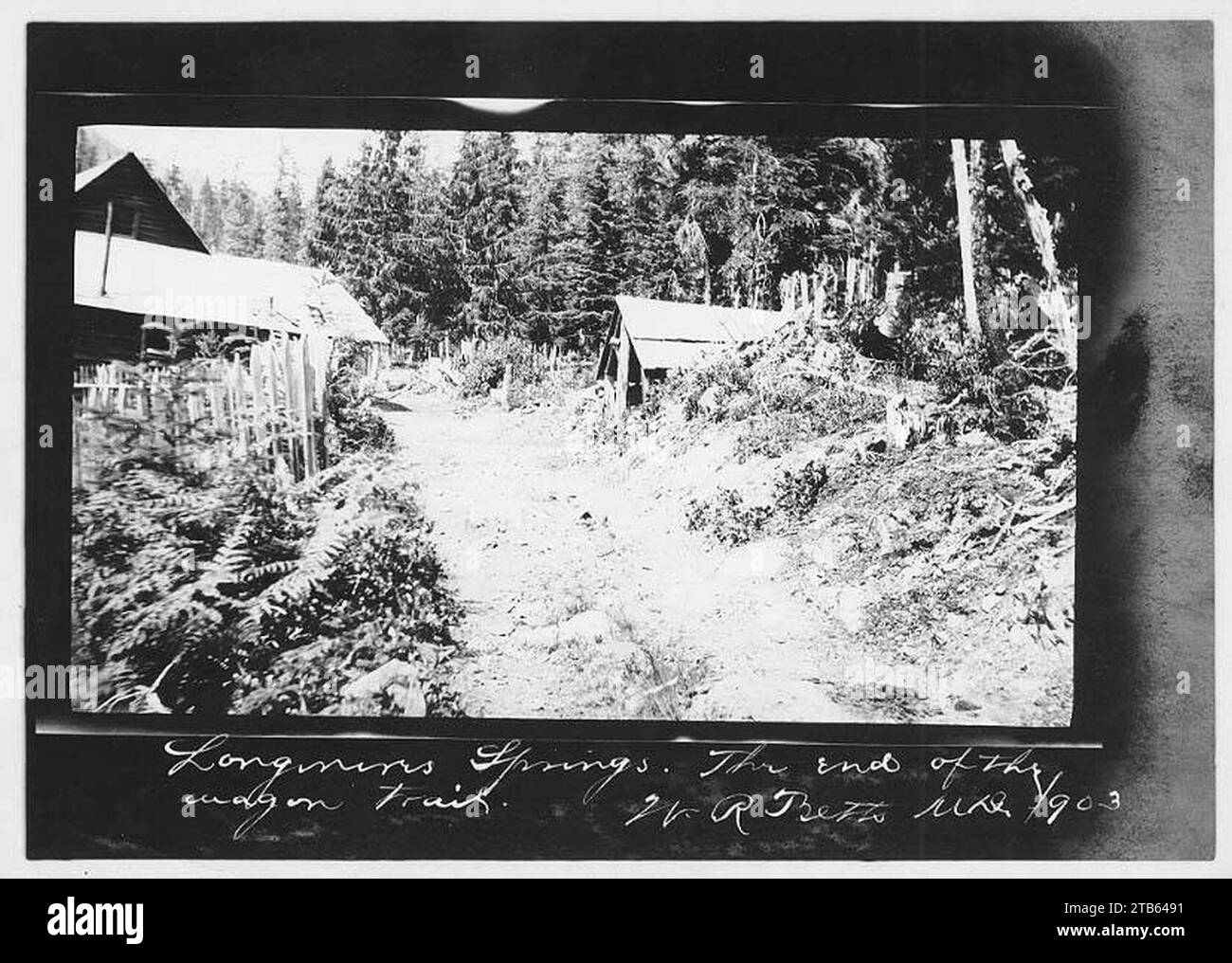 Wagon trail at Longmire, Mount Rainier, May 1903 (SARVANT 22 Stock